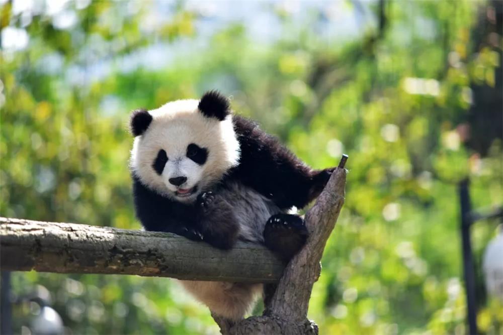 3 Days Chengdu Panda Private Tour from Shanghai - Top China Tour From ...