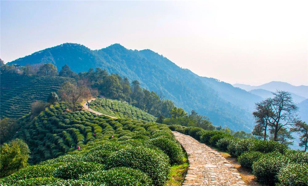 Half Day Hangzhou Ancient Tea Path Hiking Tour From Shanghai - Best ...