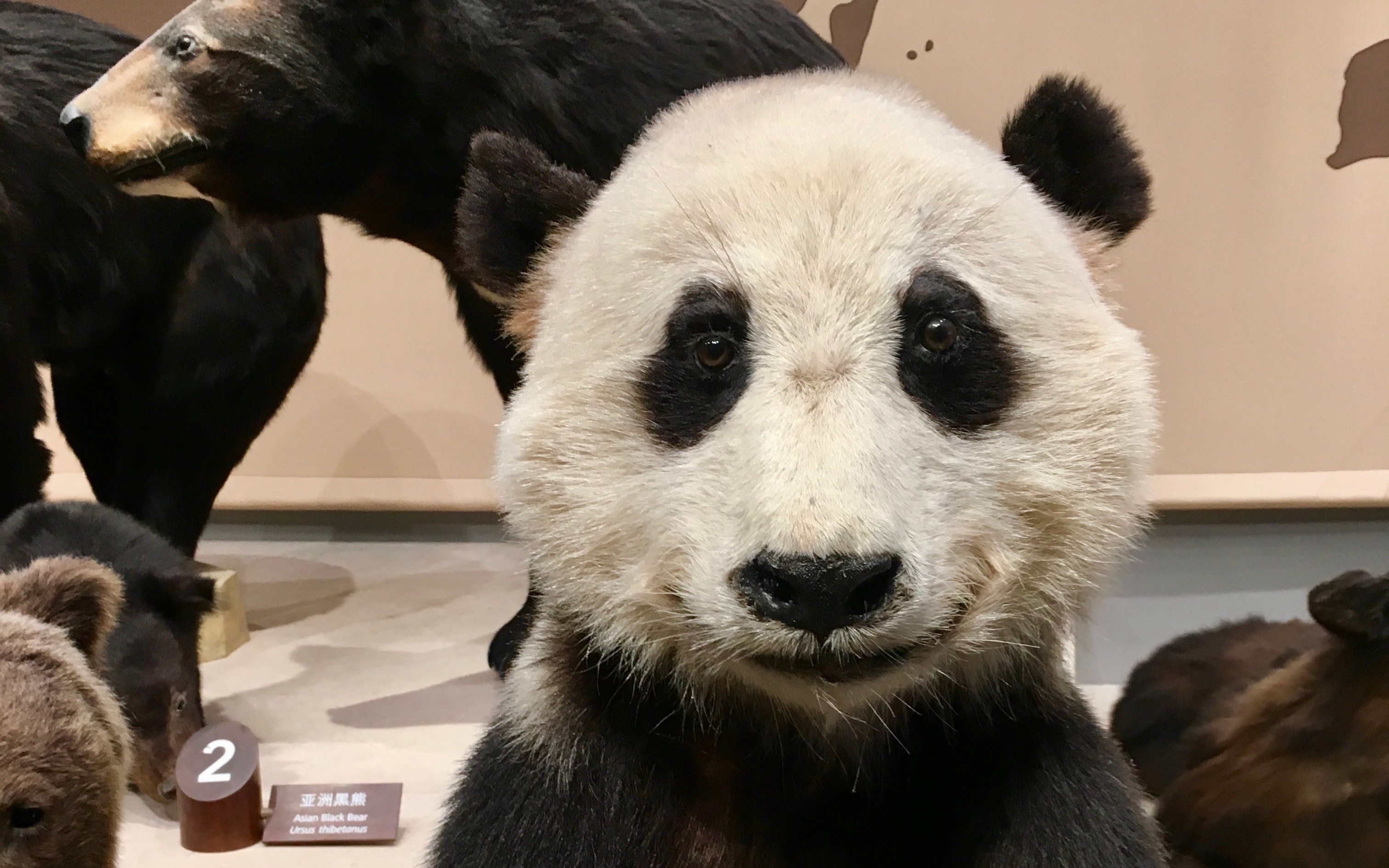 Panda_Museum.jpg