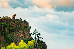 Monkey-watching-the-sea