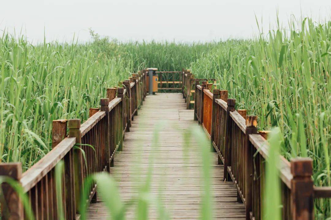 Reed-Catkin-Marsh-Park-Moganshan