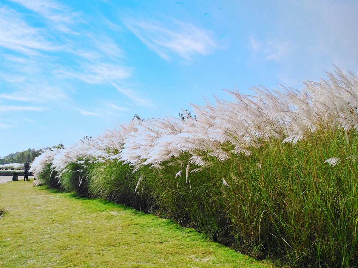 Reed-Catkin-Marsh-Park