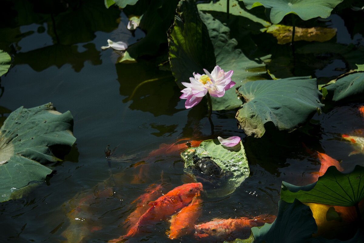 Viewing-Fish-at-the-Flower-Pond