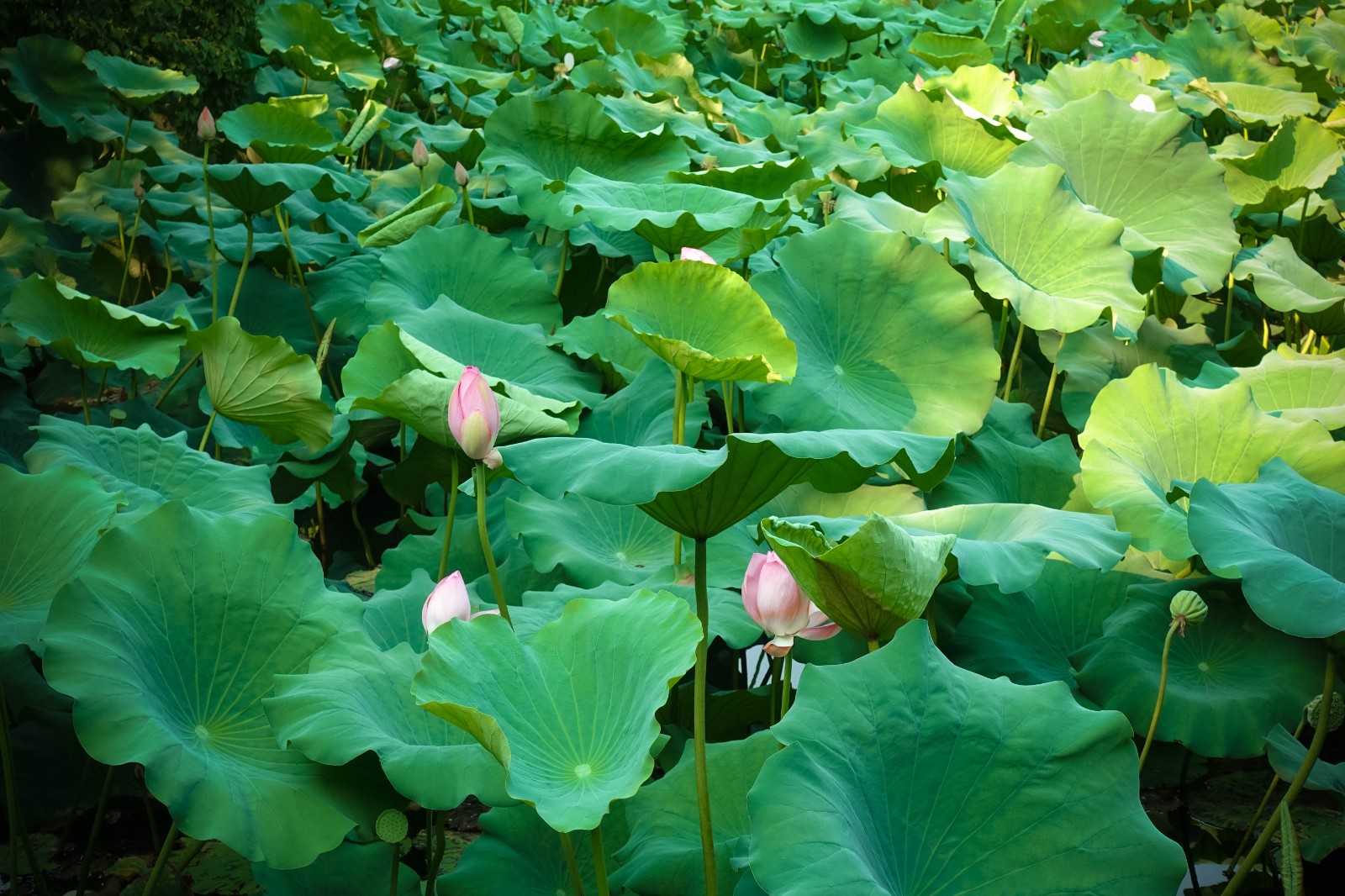 Little-Lotus-Garden