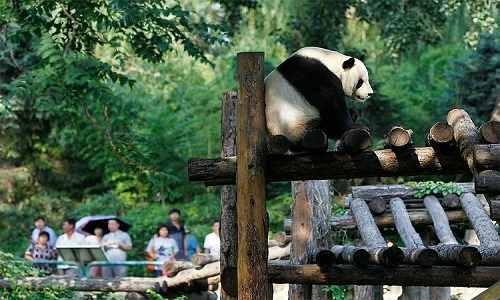 Beijing-Panda-House