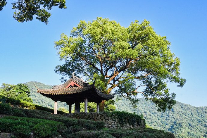 Meijiawu-Tea-Plantation-Hangzhou