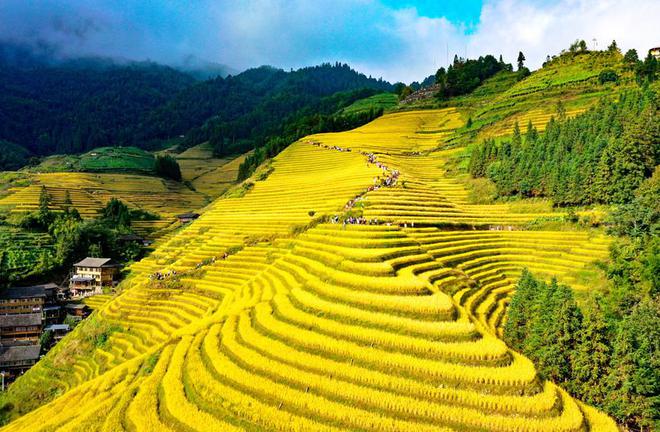 Longji-Rice-Terrace-Scenic-Area