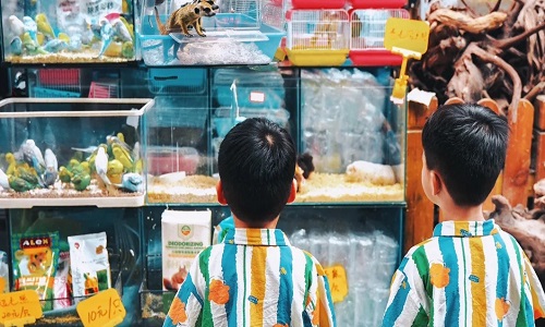 Bird-and-Insect-Market