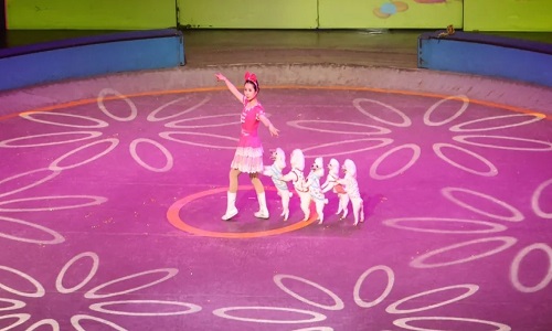 Shanghai-Acrobatic-Show-ERA