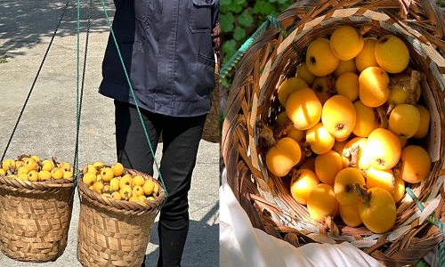 East-Mountain-Fruit-Picking-su