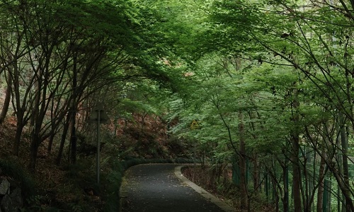 Cycling-Through-Xixi-Wetlands