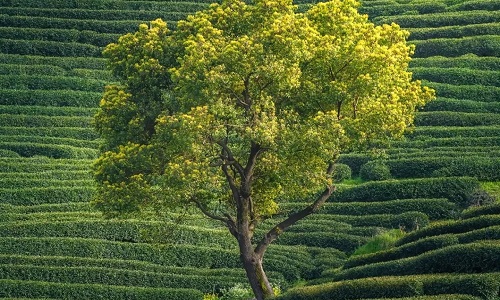 longjing-village-tea