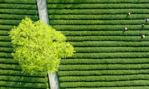 longjing-village