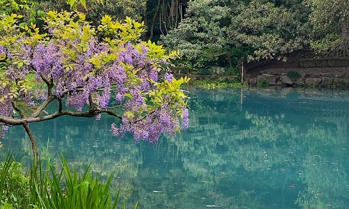 nine-creeks-and-misty-trees-hangzhou