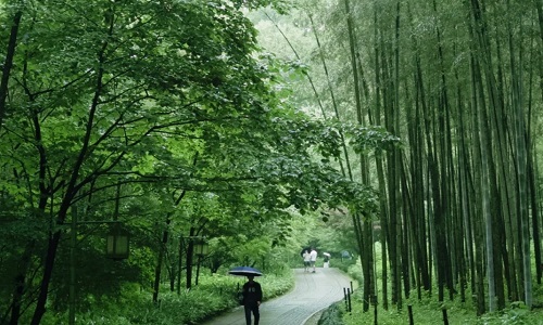 Bamboo-Lined-Path-at-Yunqi