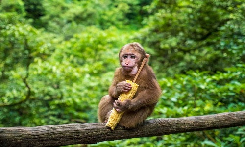 Mount-Emei-Tour Mount-Emei-Tour