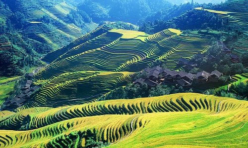 Nine-Dragons-And-Five-Tigers Nine-Dragons-And-Five-Tigers