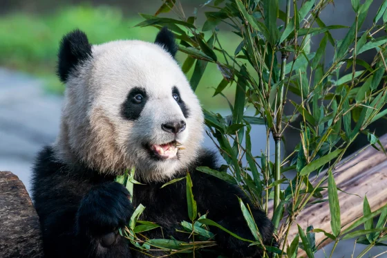 giant-panda giant-panda