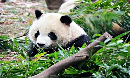panda-chengdu panda-chengdu
