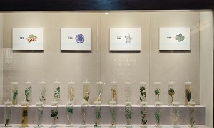 Tibetan-Medicine-&-Culture-Museum