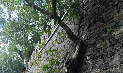 guchengqiang guchengqiang