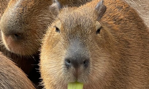 Capybara Capybara