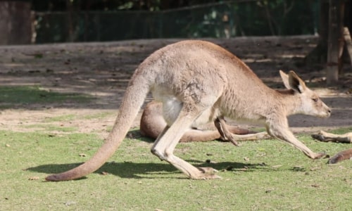Kangaroo Kangaroo