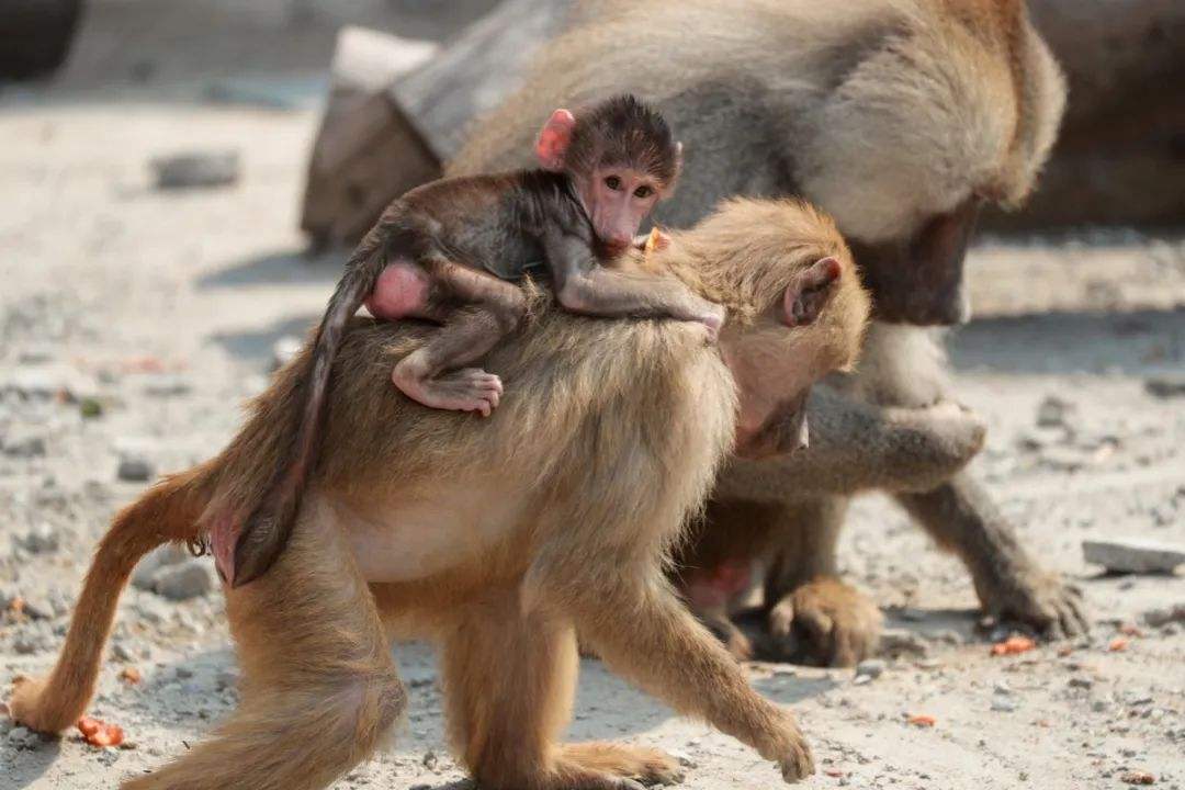 wild animal park wild animal park