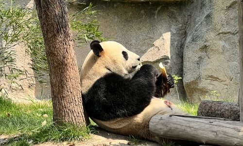 shanghai wild animal park-panda shanghai wild animal park-panda