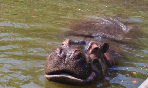 Hippopotamus Hippopotamus