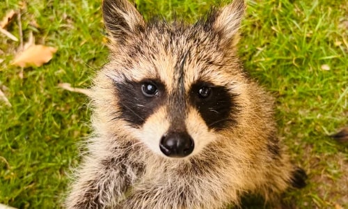 Raccoon Raccoon