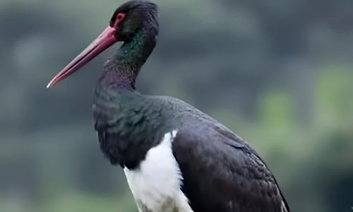 Black Stork Black Stork