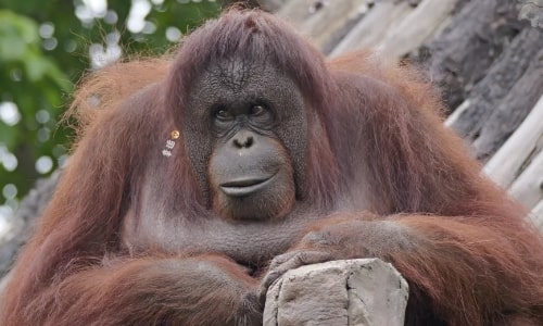 Orangutan Orangutan