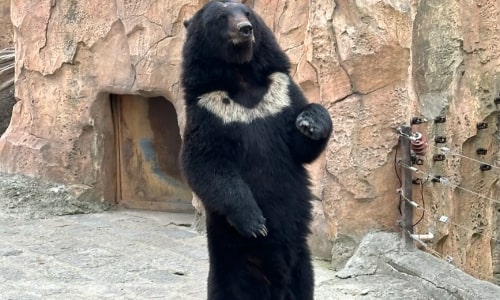 Asian Black Bear Asian Black Bear
