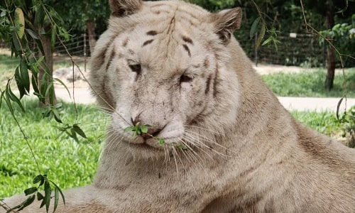 White Tiger White Tiger