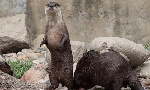 Asian Small-clawed Otter Asian Small-clawed Otter