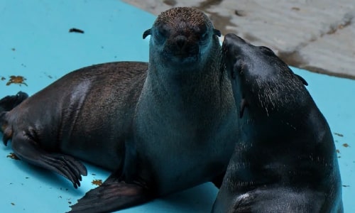 California Sea Lion California Sea Lion