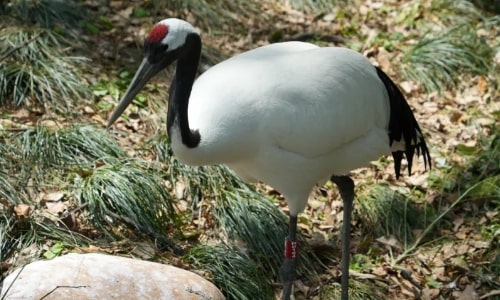 Red-crowned Crane Red-crowned Crane